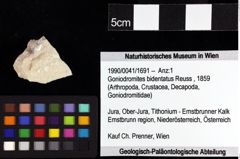 Foto (Objket + Etiketten) von Munitheites kuepperi (Fraaije et al., 2019) 